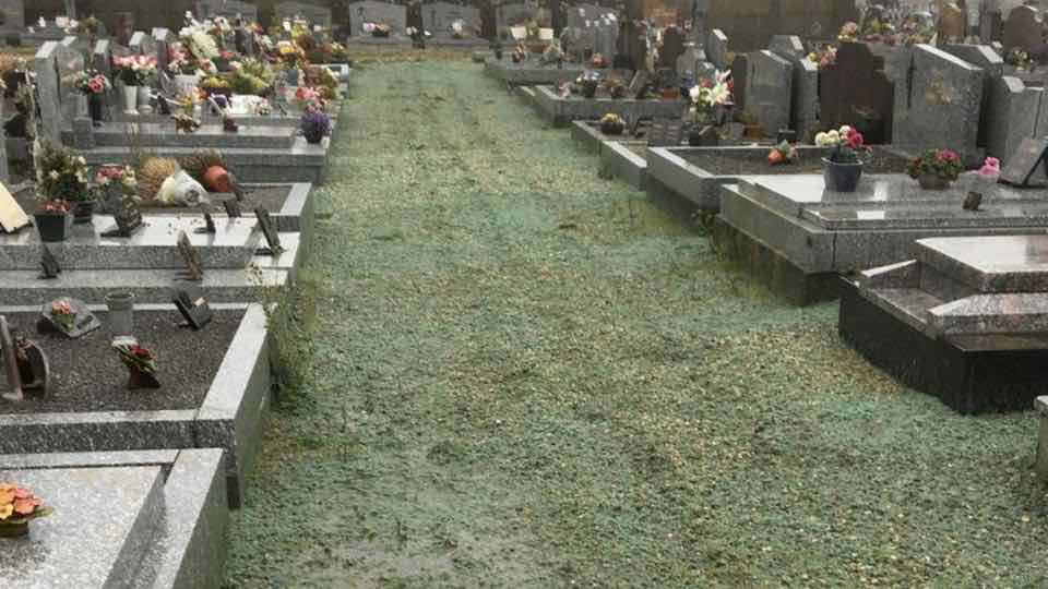 Allée de cimetière engazonnée par hydroseeding