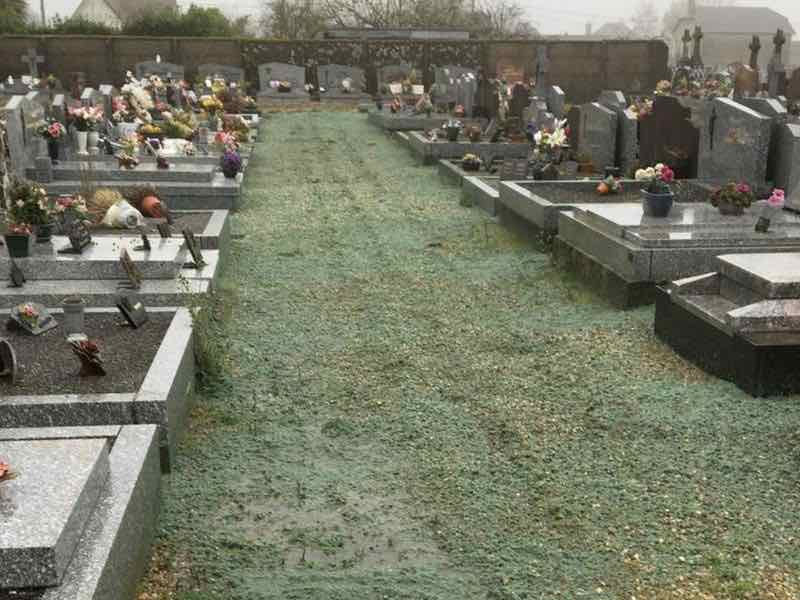 Allée de cimetière engazonnée par hydroseeding